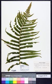 Thelypteris kunthii image