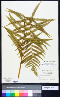 Thelypteris kunthii image