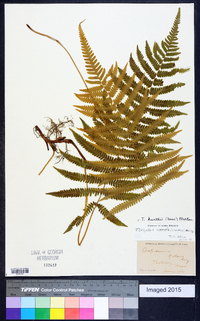 Thelypteris kunthii image