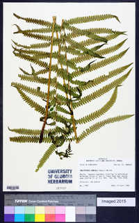 Thelypteris kunthii image