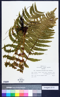 Thelypteris limbosperma image