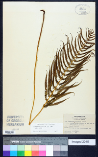 Thelypteris ovata image