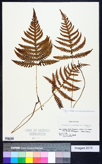 Thelypteris phegopteris image