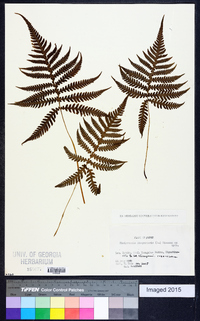 Thelypteris phegopteris image