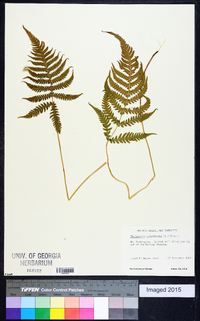 Thelypteris phegopteris image