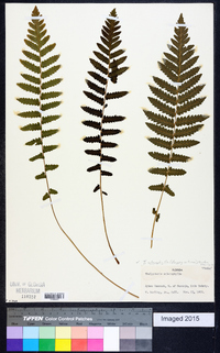 Thelypteris sclerophylla image
