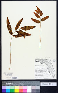 Thelypteris serrata image