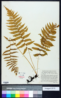 Thelypteris simulata image