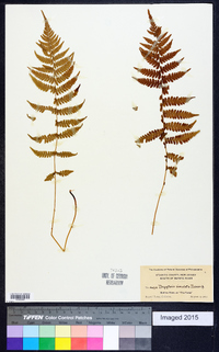 Thelypteris simulata image