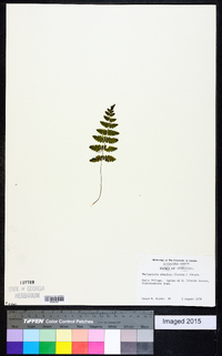 Thelypteris simulata image