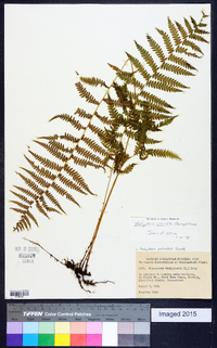 Thelypteris simulata image