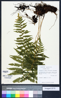 Thelypteris simulata image