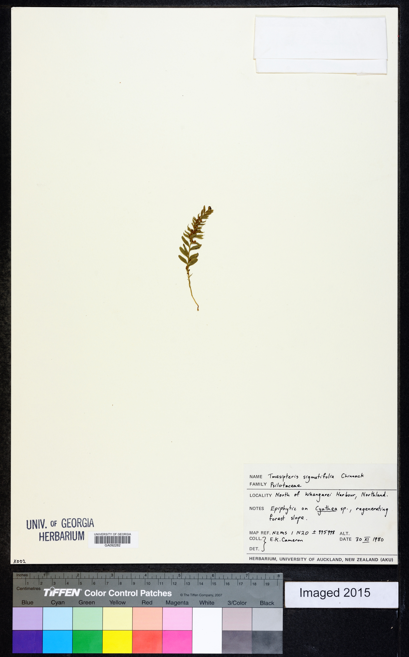 Tmesipteris sigmatifolia image