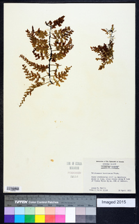 Vandenboschia boschiana image