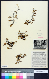 Trichomanes krausii image