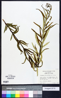 Trismeria trifoliata image