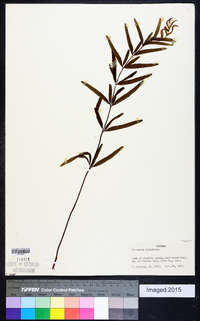 Trismeria trifoliata image