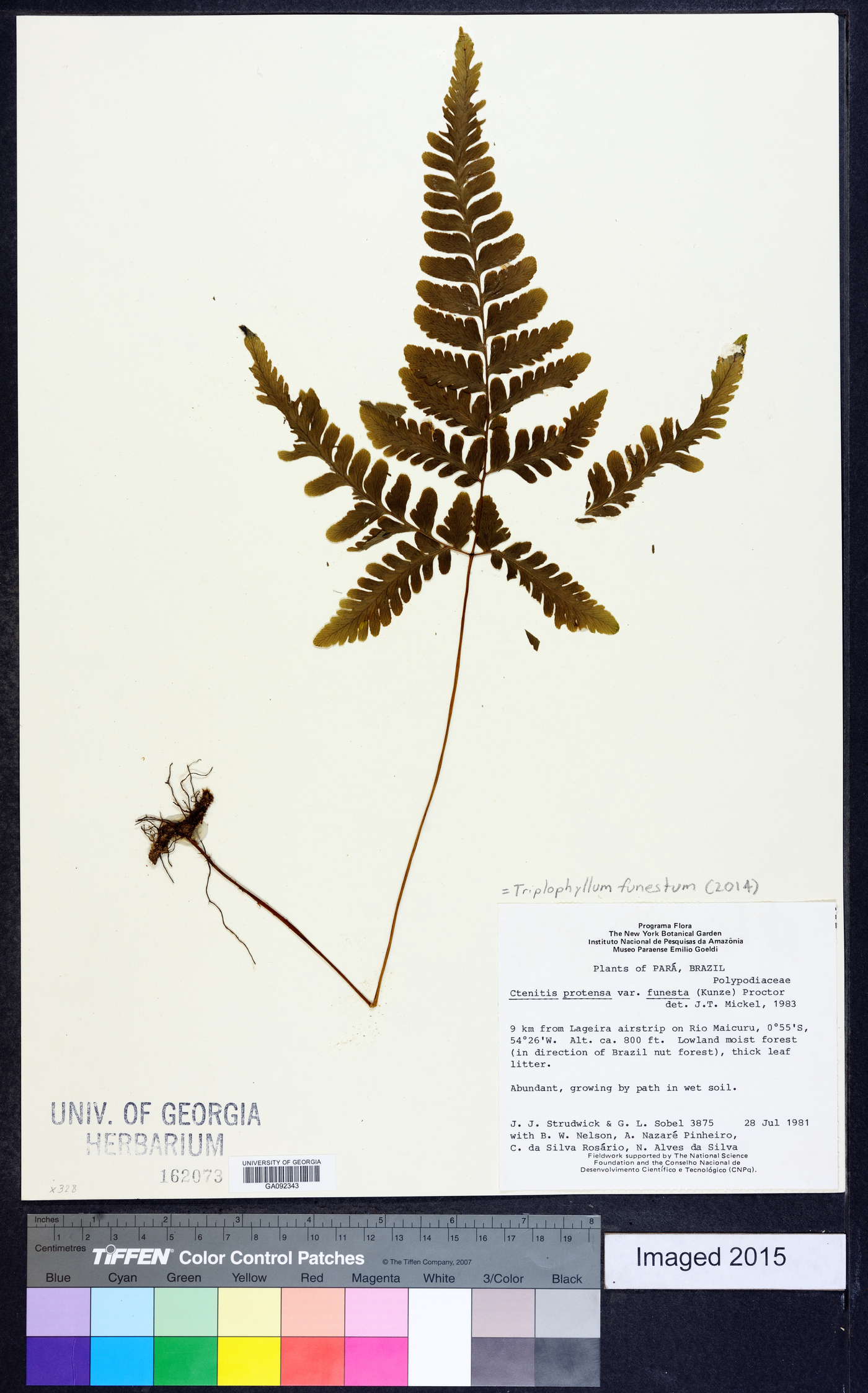 Triplophyllum funestum image