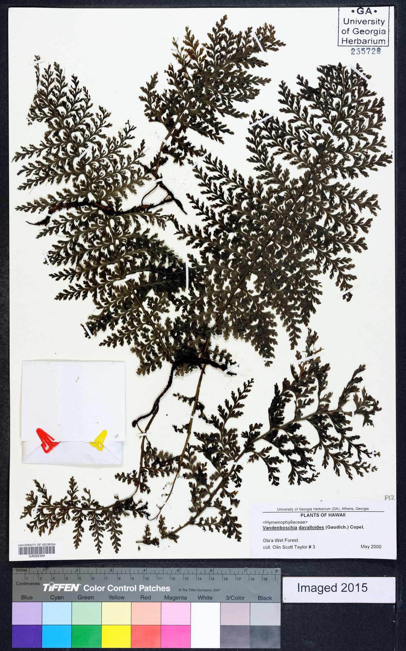 Vandenboschia davalloides image