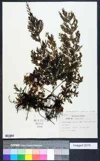 Vandenboschia radicans image