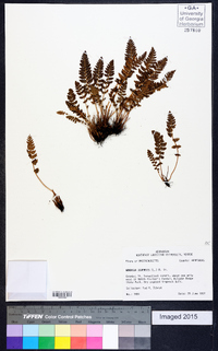 Woodsia ilvensis image