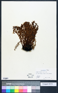 Woodsia ilvensis image