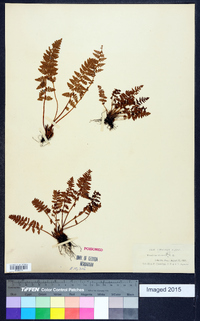 Woodsia ilvensis image