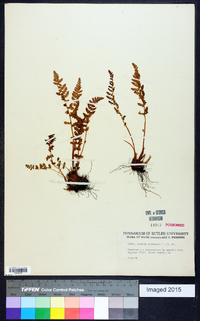 Woodsia ilvensis image