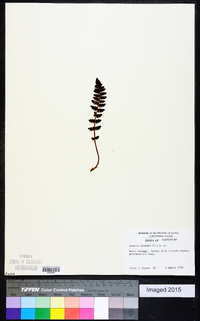 Woodsia ilvensis image