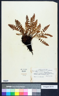 Woodsia ilvensis image