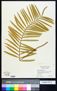 Zamia pumila image