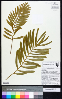 Zamia pumila image