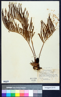 Zamia pumila image