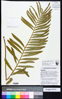 Zamia pumila image