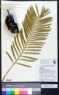 Zamia pumila image