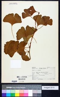 Ginkgo biloba image