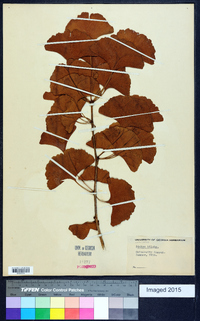 Ginkgo biloba image