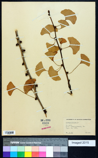 Ginkgo biloba image