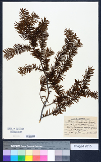 Taxus canadensis image