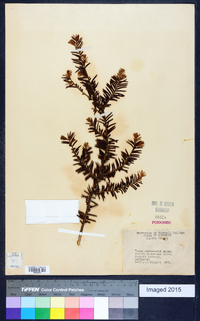 Taxus canadensis image