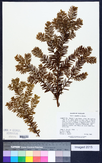 Taxus canadensis image