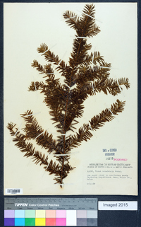 Taxus canadensis image