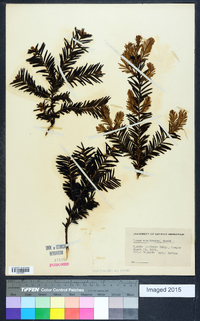 Taxus canadensis image