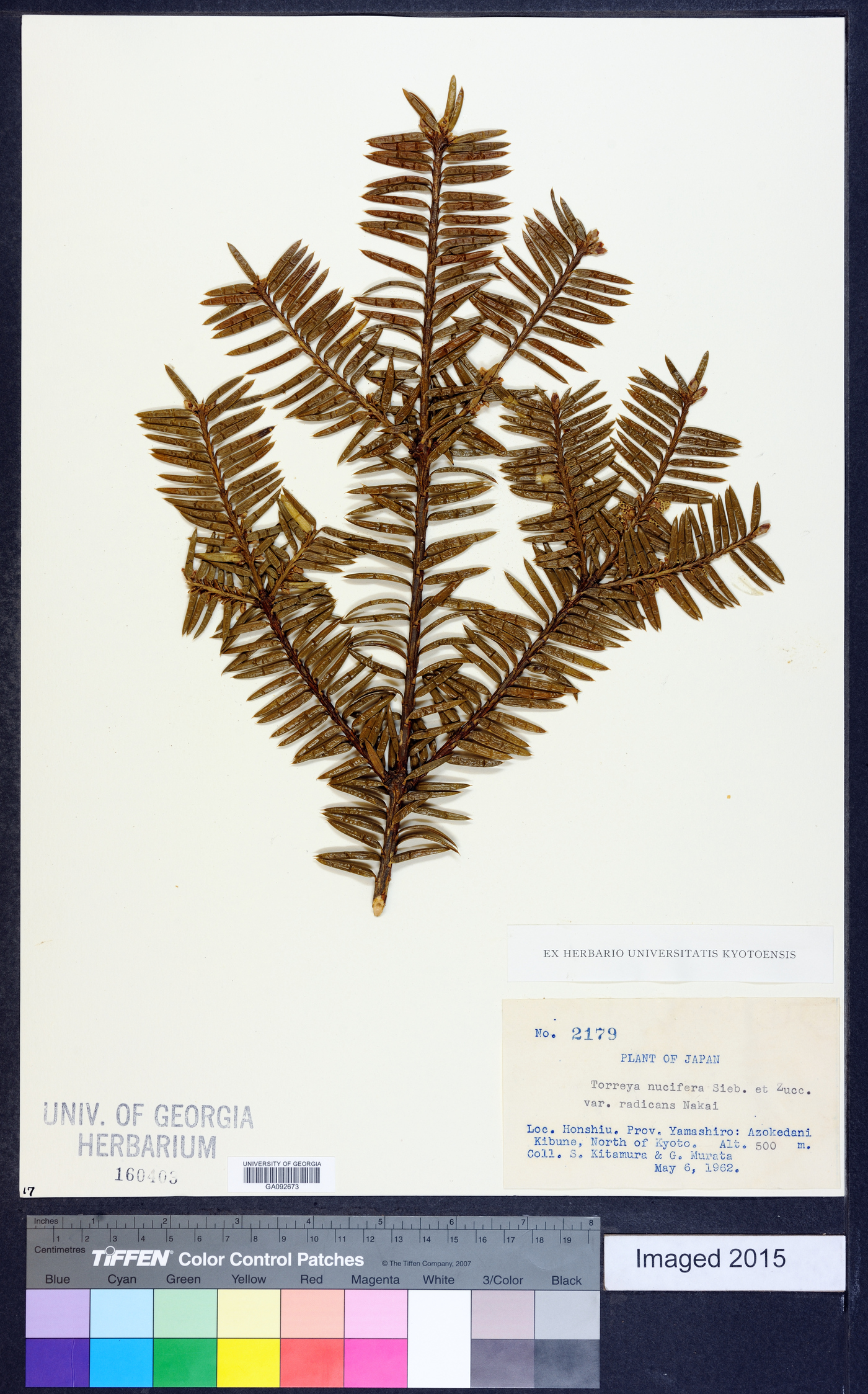 Torreya nucifera image