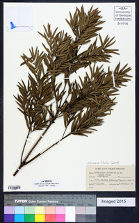 Afrocarpus falcatus image