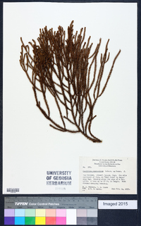 Dacrydium cupressinum image