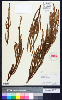 Dacrydium cupressinum image