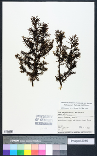 Halocarpus bidwillii image