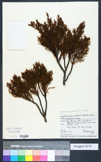 Halocarpus bidwillii image