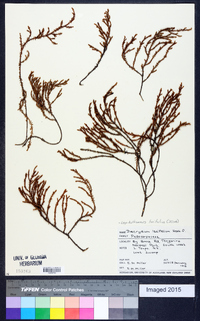 Lepidothamnus laxifolius image